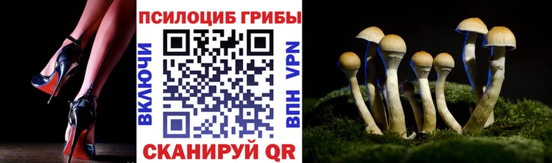 Галлюциногенные грибы Psilocybine cubensis MEGA ссылки Грозный где можно купить наркотик